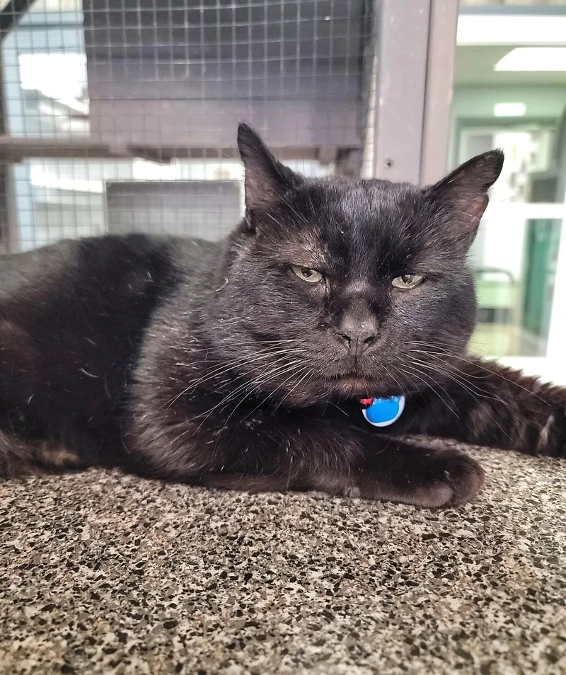 An adult large-sized male Black Domestic Short Hair cat named Battenberg Bonded Buddy Program for adoption in Grand Rapids, MI