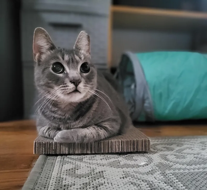 A young medium-sized female Tabby (Gray / Blue / Silver) Domestic Short Hair cat named Marina for adoption in Lemoyne, PA