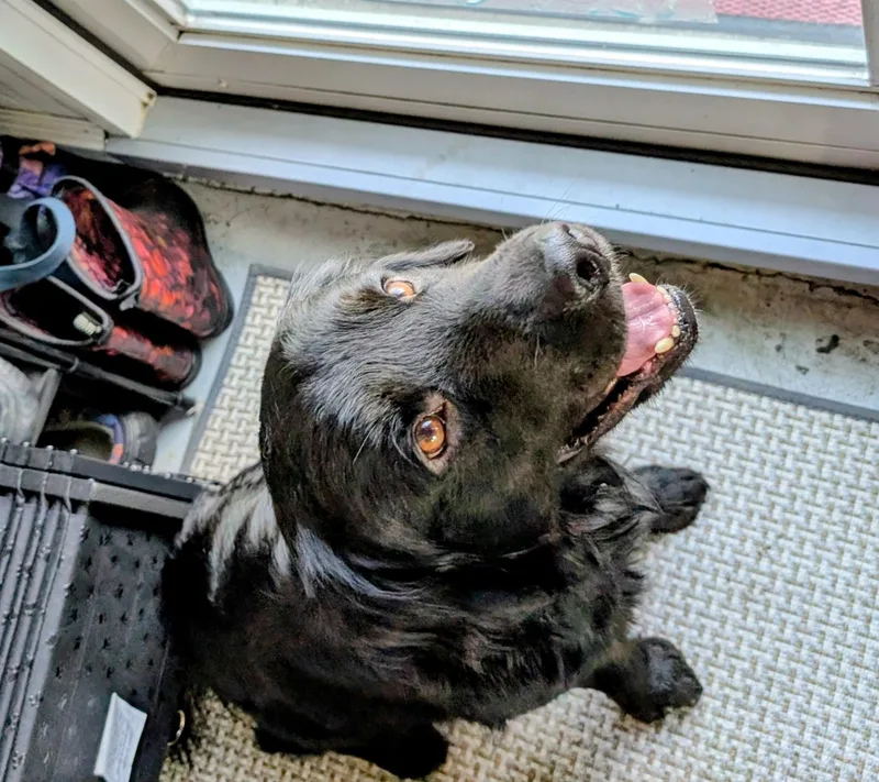 A young medium-sized male Black Flat-Coated Retriever dog named Baxter for adoption in Tampa, FL