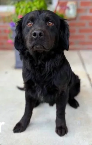 Baxter thumbnail 3