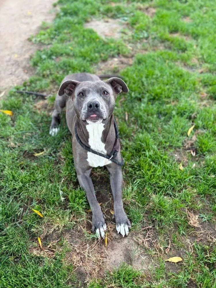 An adult medium-sized female Gray / Blue / Silver Pit Bull Terrier dog named Trevina for adoption in Tigard, OR