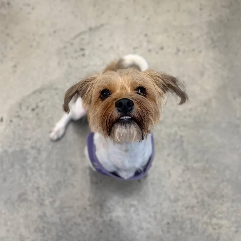 An adult small-sized female Golden Terrier dog named Chanel for adoption in New Rochelle, NY