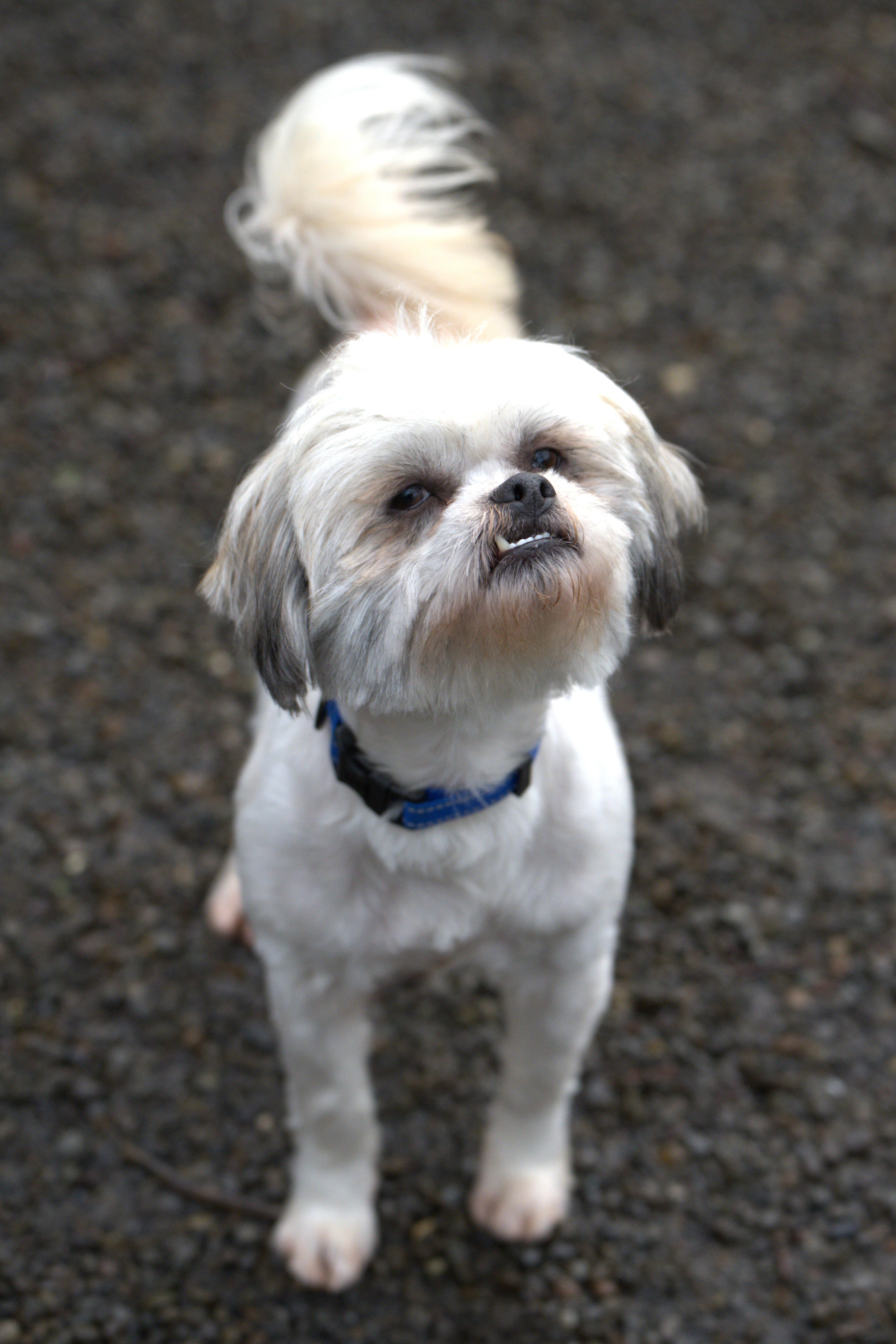 Salt  Bonded Pair thumbnail 2