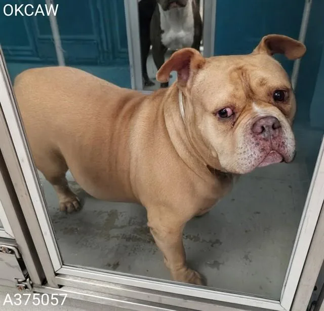 An adult medium-sized male American Bulldog dog named A for adoption in Oklahoma City, OK