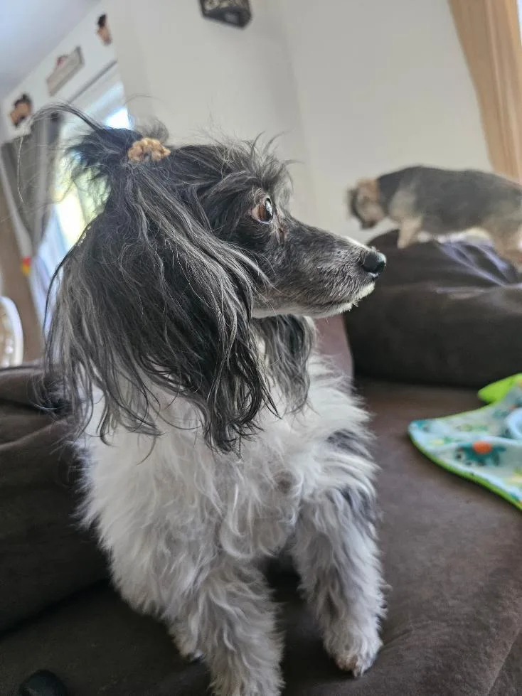 An adult small-sized male Chinese Crested Dog named Shane for adoption in Gilford, NH