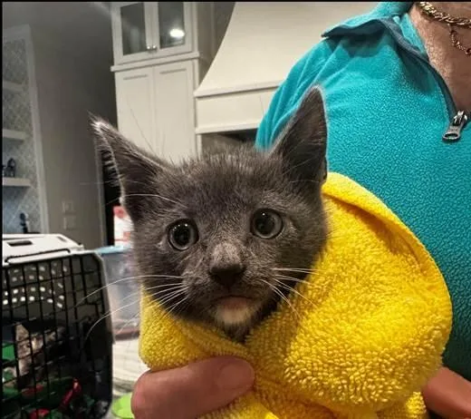 A baby small-sized male Domestic Short Hair cat named Moose for adoption in San Antonio, TX