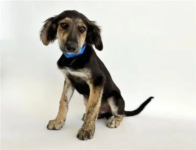 A baby small-sized male Terrier dog named Krypto for adoption in Saint Louis, MO