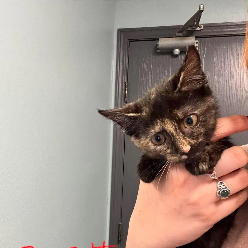 A baby small-sized female Tortoiseshell Domestic Short Hair cat named Eclaire for adoption in Edwardsville, IL