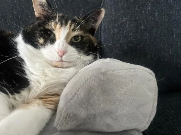 A senior small-sized female Domestic Short Hair cat named Cherry for adoption in Austin, TX