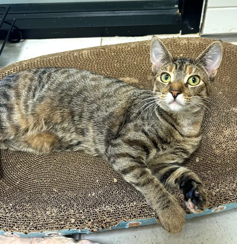 A baby medium-sized female Domestic Short Hair cat named Astrid for adoption in New Orleans, LA