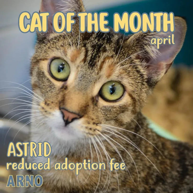 Astrid thumbnail 5