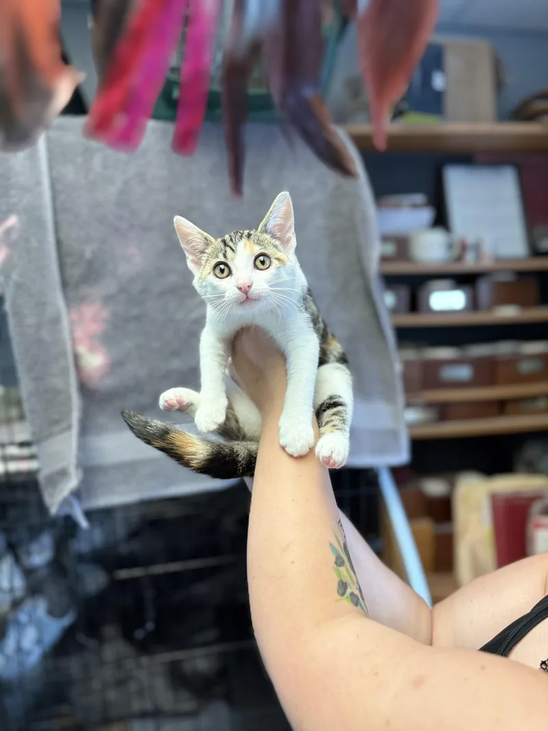 A baby medium-sized female Calico Domestic Short Hair cat named Dahlia for adoption in Anderson, IN