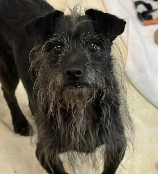 A senior small-sized male Wirehaired Terrier dog named Blackie for adoption in St. Augustine, FL
