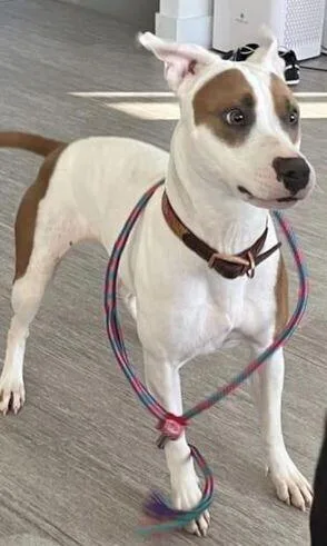 An adult medium-sized female Pit Bull Terrier dog named Shiloh PKA Smooches for adoption in Dallas, TX
