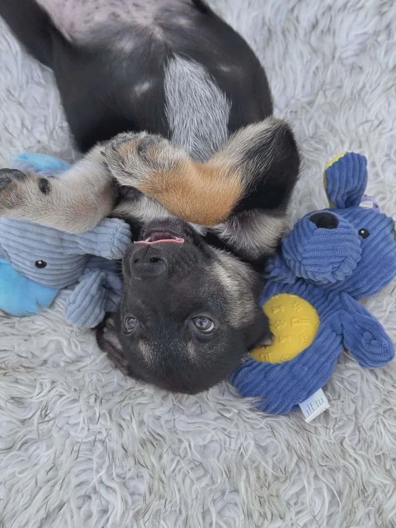 A baby medium-sized male Black Shepherd dog named Wyatt for adoption in Seguin, TX