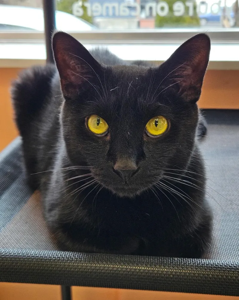 An adult large-sized male American Shorthair cat named Sam for adoption in Altoona, PA