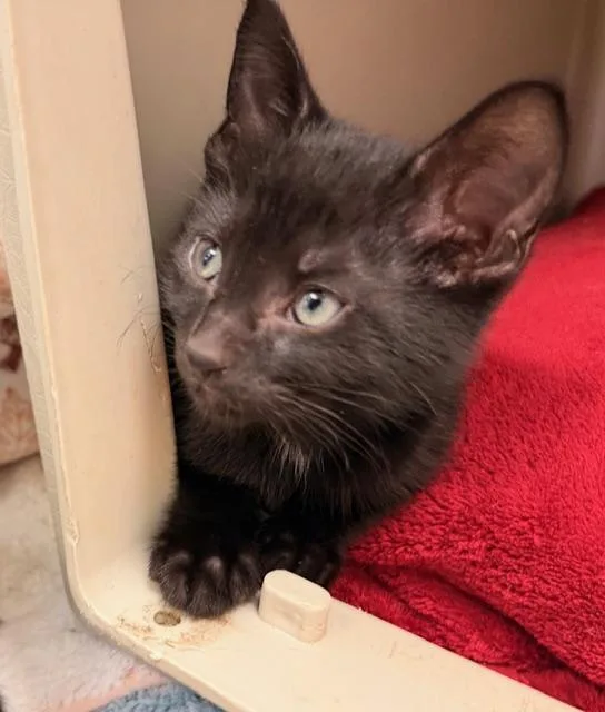 Simon