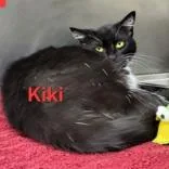 An adult medium-sized female Black & White / Tuxedo Domestic Short Hair cat named Kiki for adoption in Moline, IL