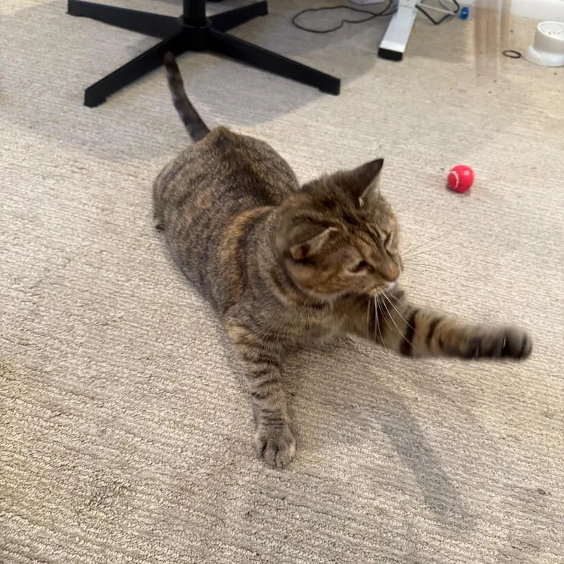 An adult medium-sized female Brown / Chocolate Domestic Short Hair cat named Marcie for adoption in Chicago, IL