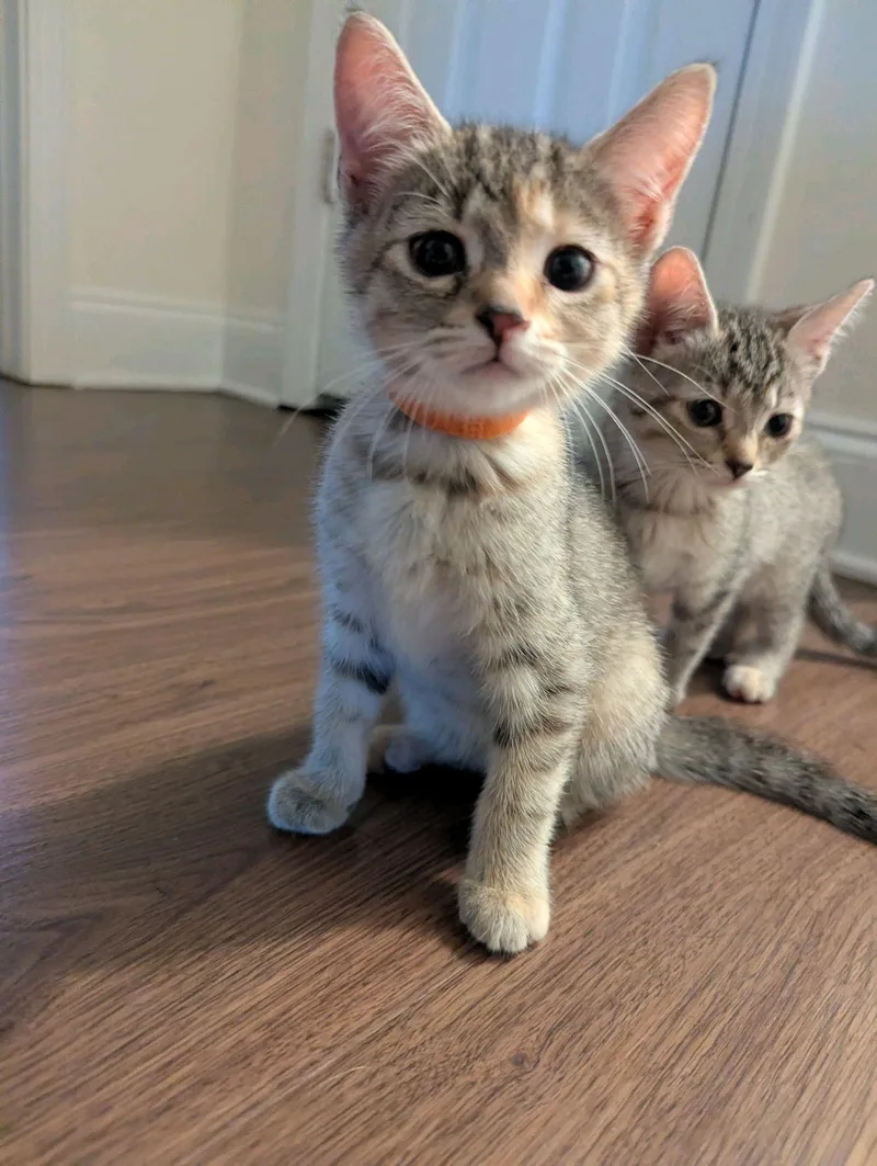 A baby medium-sized female Domestic Short Hair cat named Tina for adoption in Stanley, NC