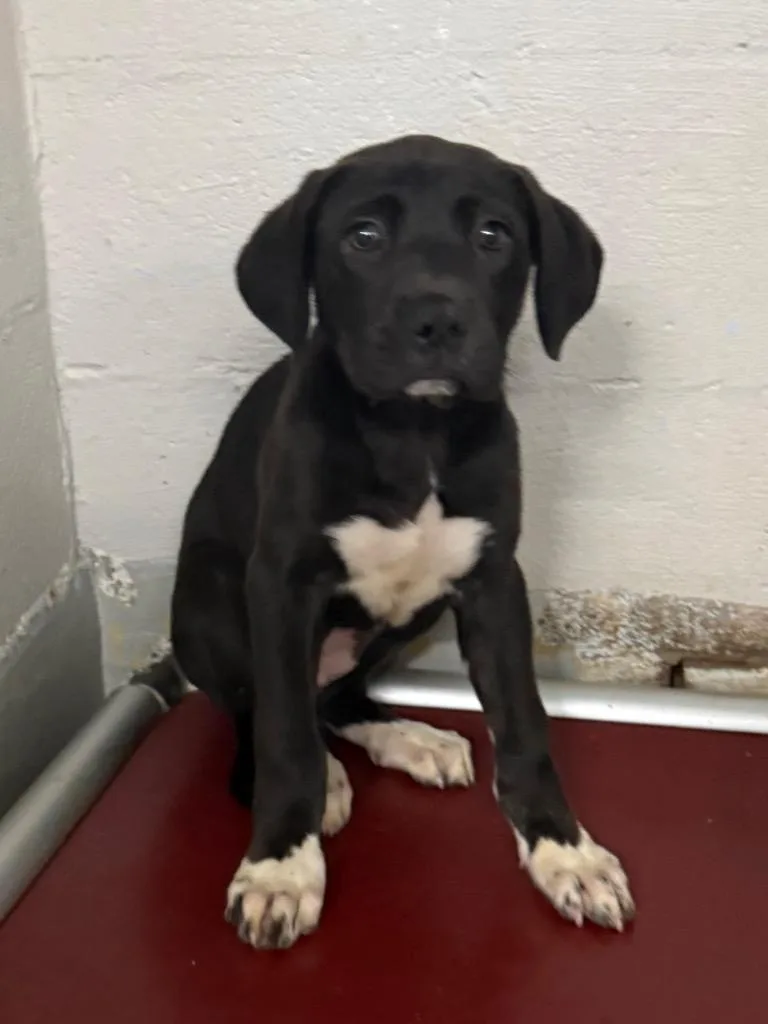 A baby small-sized female Labrador Retriever dog named Queen for adoption in Fayetteville, TN