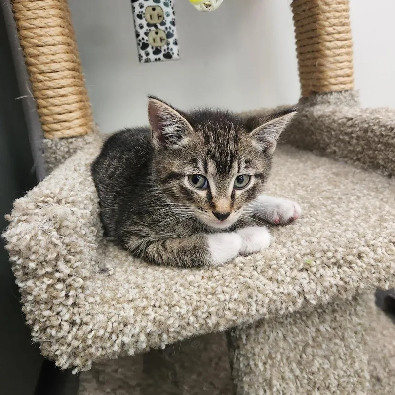 A baby small-sized male Brown / Chocolate Domestic Short Hair cat named Corn Dawg for adoption in Brockton, MA