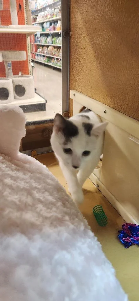 A young medium-sized male Domestic Short Hair cat named Bubba for adoption in Tampa, FL