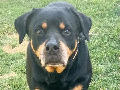 A senior large-sized female Bicolor Mixed Breed dog named Meatball for adoption in Georgetown, TX