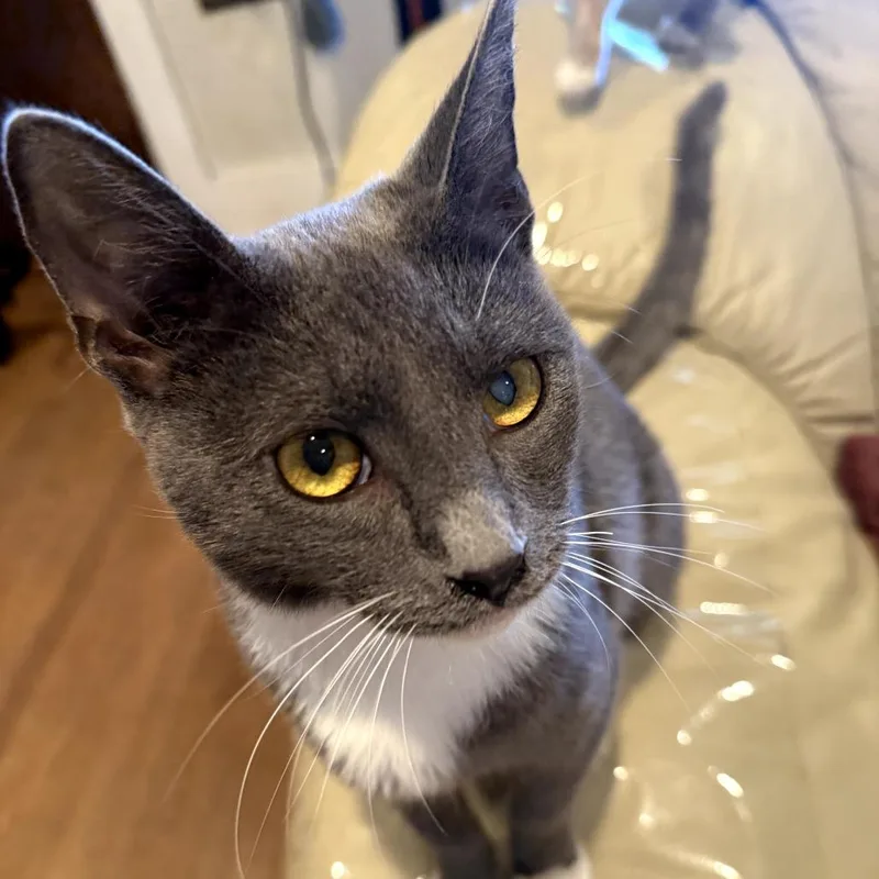 A young medium-sized male Gray / Blue / Silver Domestic Short Hair cat named Angelito for adoption in Brea, CA