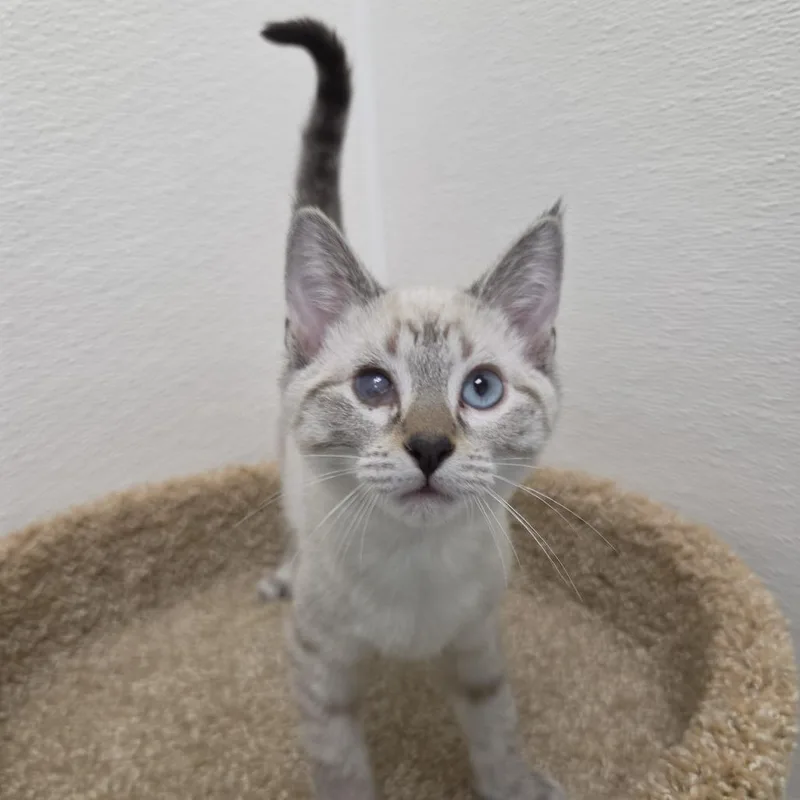 A baby small-sized female Siamese cat named Jane for adoption in Hawthorne, CA