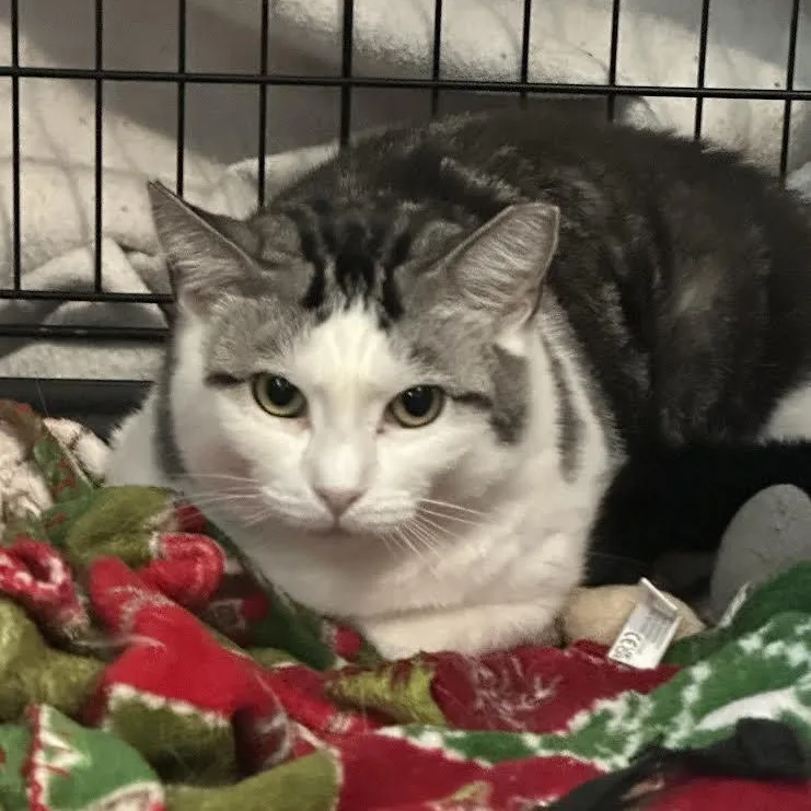 A baby medium-sized female Domestic Long Hair cat named Etch Bell for adoption in Morrison, CO