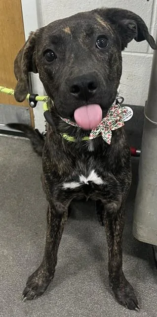 A young medium-sized female Pit Bull Terrier dog named Deia for adoption in Upper Marlboro, MD