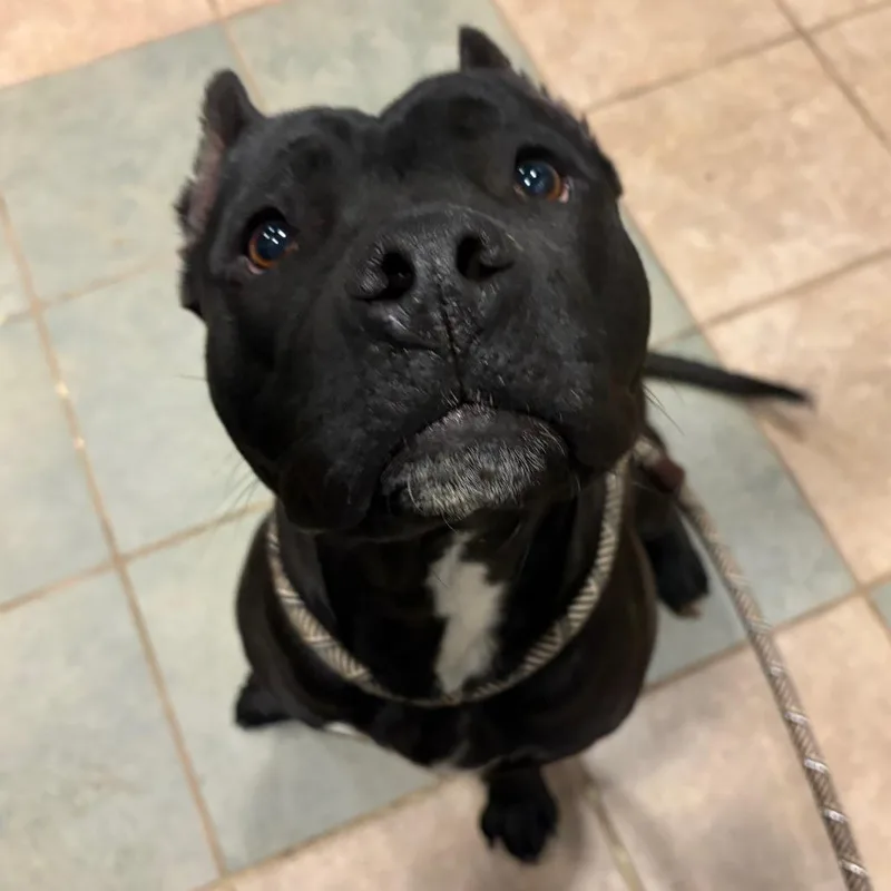 An adult medium-sized female Black Mixed Breed dog named Sunflower for adoption in Chattanooga, TN