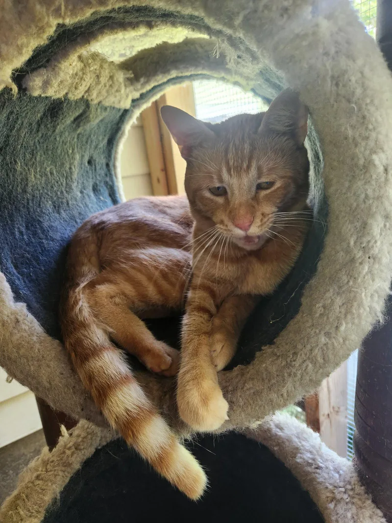A young medium-sized male Orange / Red Domestic Short Hair cat named Simba for adoption in Crossville, TN