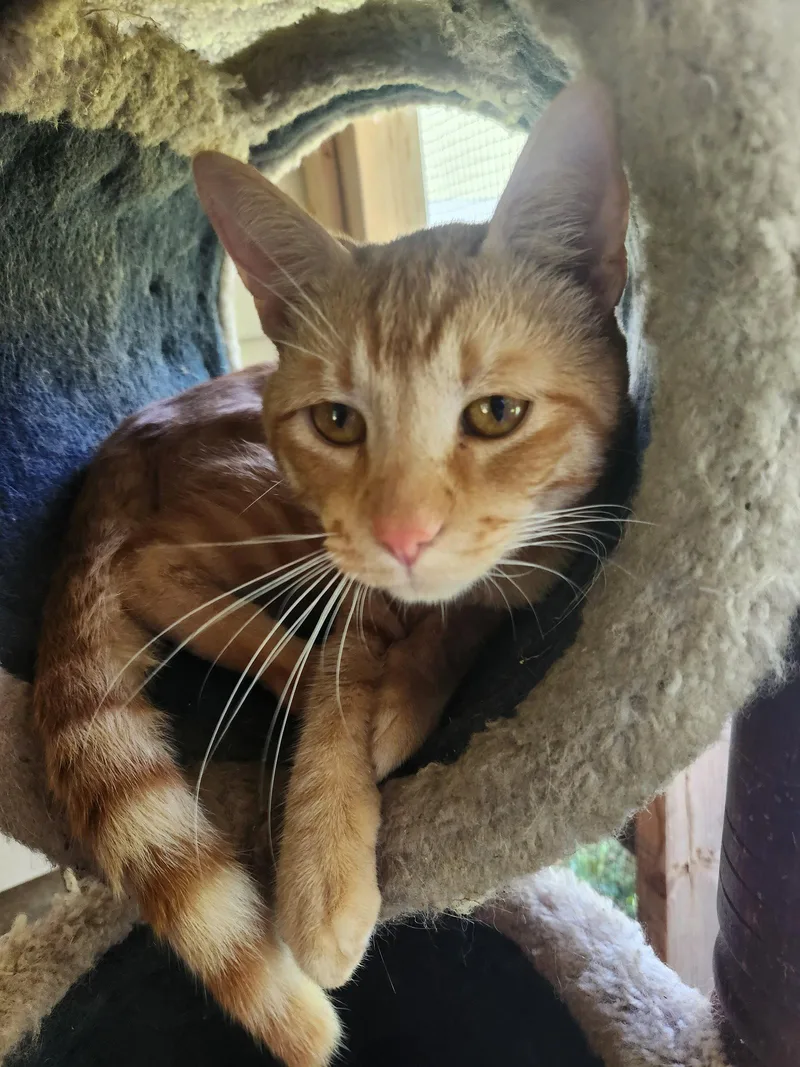 Simba thumbnail 2