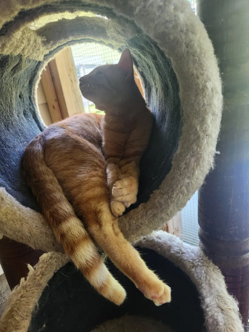 Simba thumbnail 3