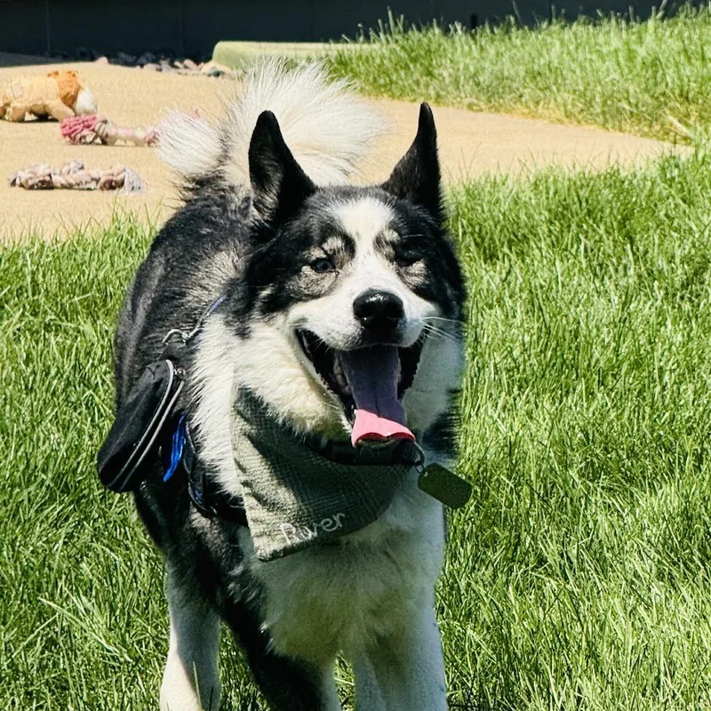 An adult small-sized male Black Siberian Husky dog named River for adoption in Rochester, MN