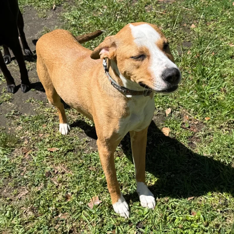 An adult medium-sized female Catahoula Leopard Dog dog named Tory for adoption in Irvington, AL