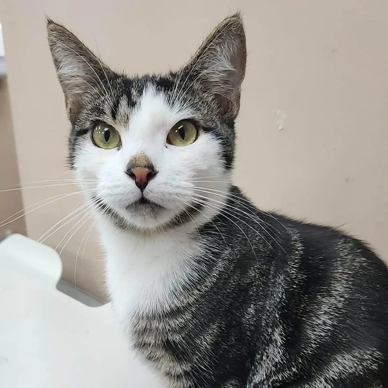 A young medium-sized male American Shorthair cat named Bucky for adoption in Rochester, NY