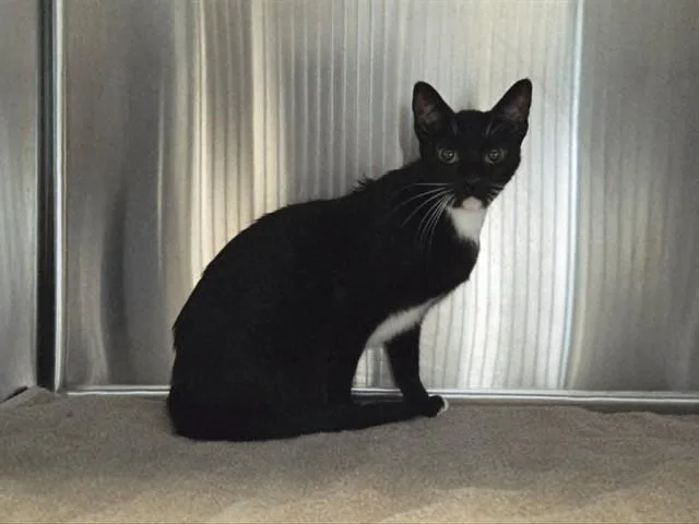 A young small-sized female Domestic Short Hair cat named Chickpea for adoption in Martinez, CA