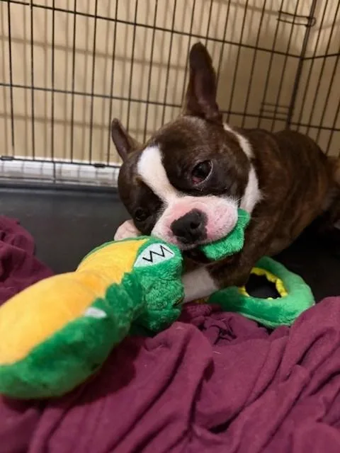 A young small-sized male Boston Terrier dog named Copper for adoption in New York, NY