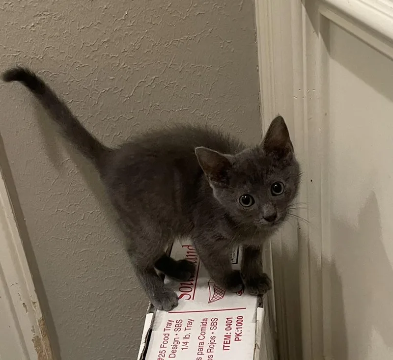 Smirnoffportofino Petsmart thumbnail 2