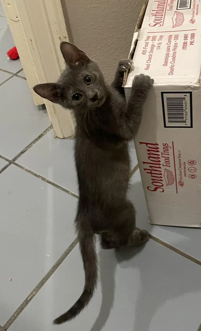 Smirnoffportofino Petsmart thumbnail 3