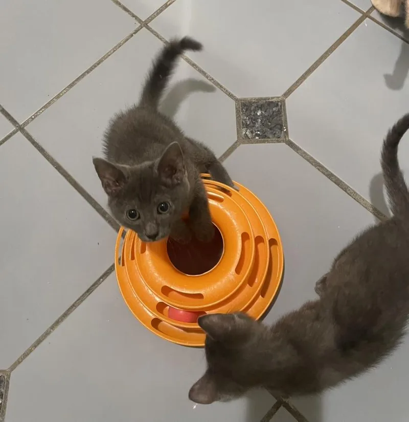 Smirnoffportofino Petsmart