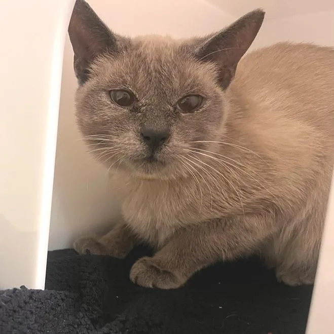 A young medium-sized female Domestic Short Hair cat named Bellina for adoption in Los Angeles, CA
