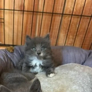 A baby small-sized male Gray / Blue / Silver Domestic Short Hair cat named Cove for adoption in Lynchburg, VA