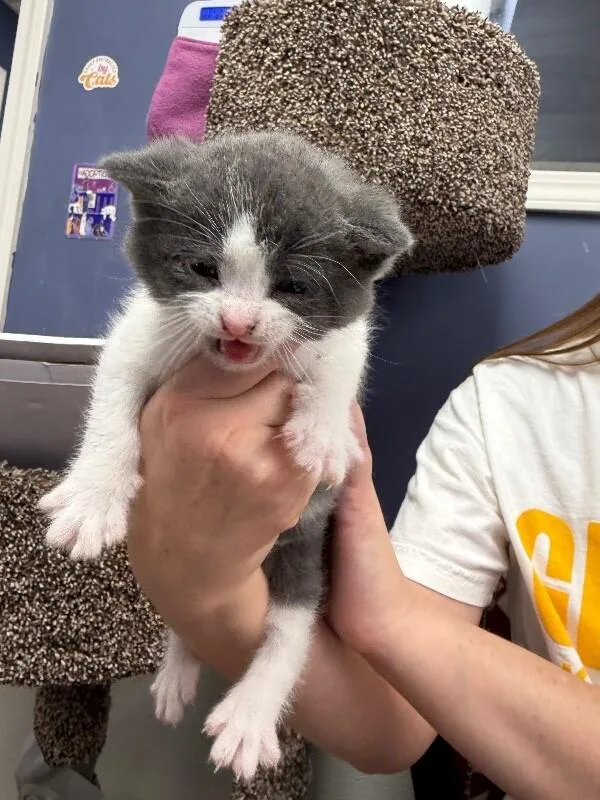 A baby medium-sized male Gray / Blue / Silver Scottish Fold cat named Dougal for adoption in Belton, MO