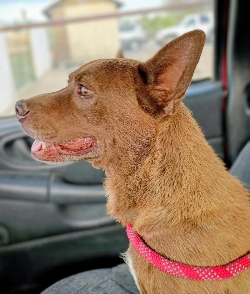 An adult medium-sized female Australian Cattle Dog / Blue Heeler dog named Nona for adoption in Evergreen, CO