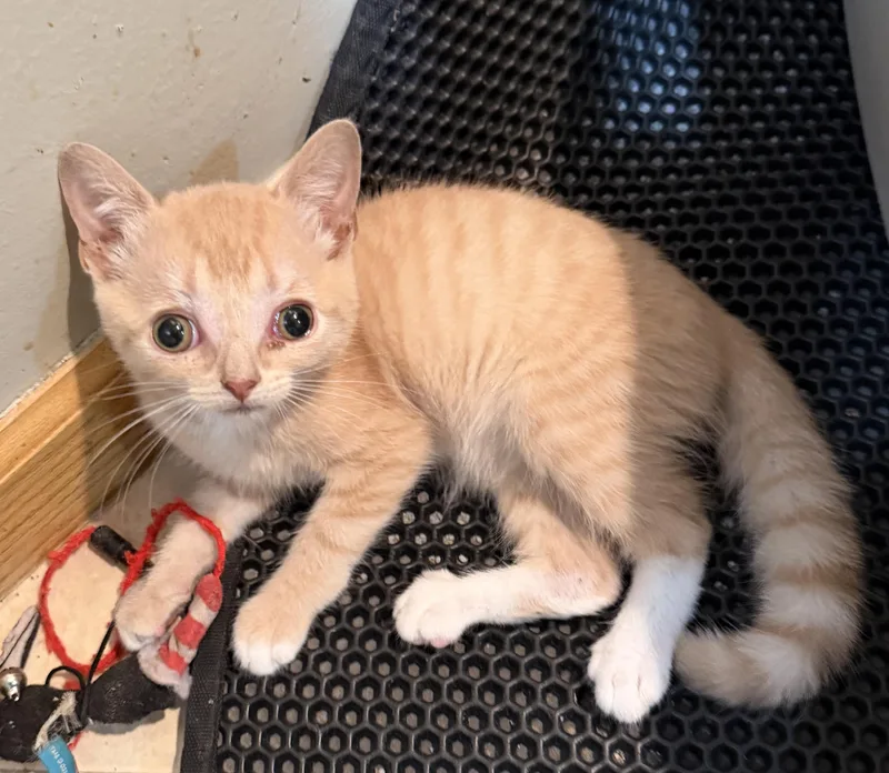 A baby small-sized male Buff & White Domestic Short Hair cat named Solstice for adoption in East Hanover, NJ