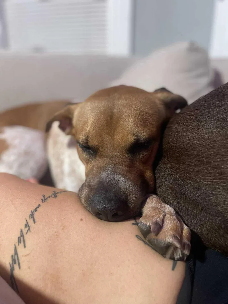 An adult medium-sized female Brown / Chocolate Mixed Breed dog named Ruby for adoption in Vassalboro, ME